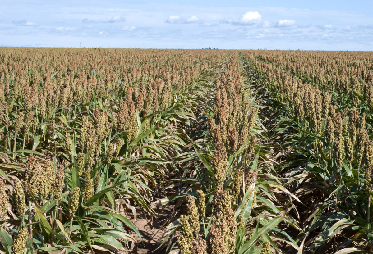 Wax could buff up sorghum’s value